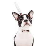 Load image into Gallery viewer, Boston Terrier dog wearing a Halloween headdress hat with a syringe prop on a white background