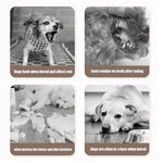 Load image into Gallery viewer, Collage showing dogs barking, dirty teeth, chewing furniture, and bored dog to highlight destructive behavior.