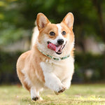 Load image into Gallery viewer, Happy corgi dog wearing flea and tick repellent collar running outdoors on grass in sunlight