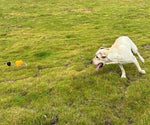 Load image into Gallery viewer, Yellow labrador dog running on grass chasing an indestructible pumpkin-shaped rope fetch toy outdoors