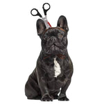 Load image into Gallery viewer, Black French Bulldog wearing a Halloween headdress hat with fake bloody scissors prop on headband costume
