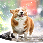 Load image into Gallery viewer, Happy corgi wearing a flea and tick repellent collar walking outdoors in a bright environment
