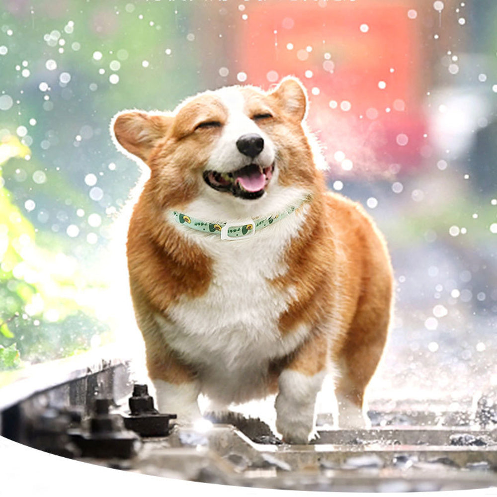 Happy corgi wearing a flea and tick repellent collar walking outdoors in a bright environment