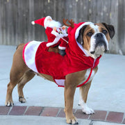 Brown dog wearing a Santa Claus and reindeer costume with a plush Santa figure riding on its back for Christmas party.