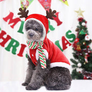 Small gray dog wearing a red Santa outfit with reindeer antlers and a striped scarf against a Christmas backdrop