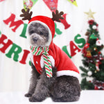 Load image into Gallery viewer, Small dog wearing red Santa outfit with reindeer antlers and striped scarf for Christmas celebration
