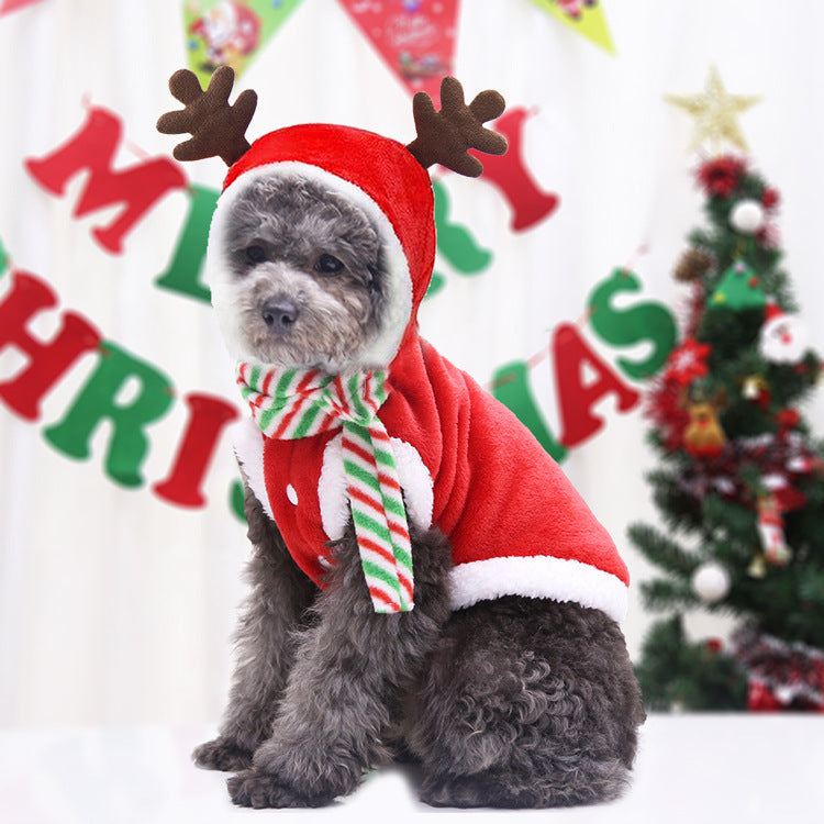Small dog wearing red Santa outfit with reindeer antlers and striped scarf for Christmas celebration