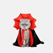 Gray cat wearing a red and black vampire cloak Halloween costume with a large red collar sitting on white background