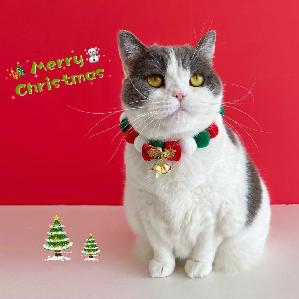 Cat wearing Christmas plush ball necklace collar with bow and bell on a red background with holiday decorations