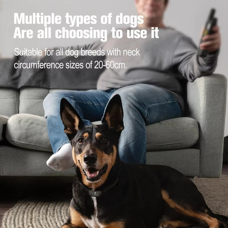 Black and tan dog wearing a remote training collar lying on the floor with person holding remote in background