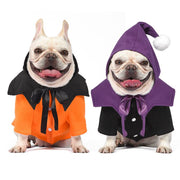 Two French Bulldogs wearing Halloween pumpkin and witch-style dog sweaters with hoods on white background