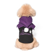 Small fluffy dog wearing a funny two-piece Halloween pumpkin sweater shawl in black and purple cotton material