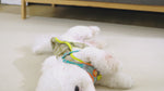 Load and play video in Gallery viewer, Talking Buttons for Dogs &amp; Cats – Recordable Pet Communication Set
