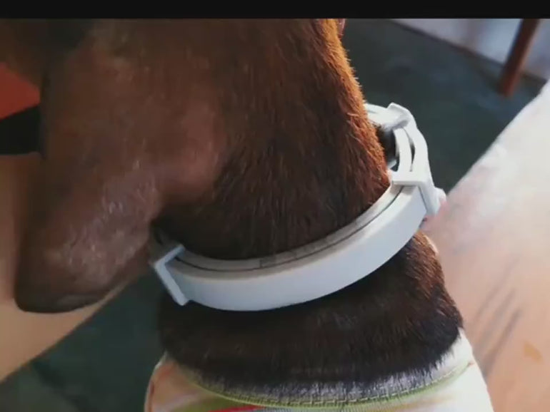 Pet Anti-Flea & Tick Collar for Dogs & Cats | Waterproof & Safe adjustable silicone collar on a dog's neck, offering flea, tick, and mosquito protection.