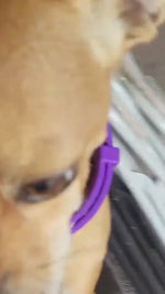 Load and play video in Gallery viewer, Cat calming collar with lavender scent
